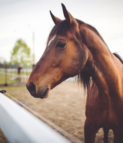 Products for Horse and Camel