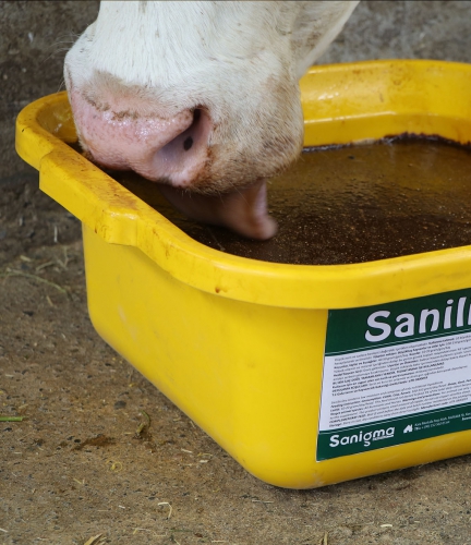 Licking Buckets